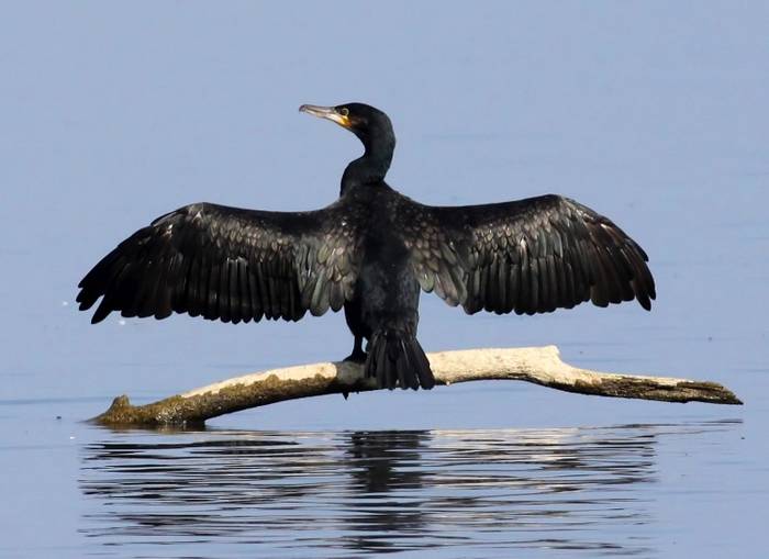 Бакланы против самого современного стадиона России